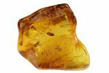 Three Detailed Fossil Flies (Diptera) In Baltic Amber #135064-3